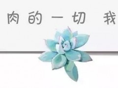 給綠植打造高級感，不如從花盆入手