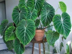 客廳最適合養大型綠植，這6種新型植物，好看好養護，養人養心，吉利又旺家