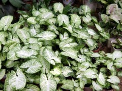 室內好養的幾種耐陰植物，給點水就活！