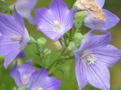 5種現(xiàn)在種植非常賺錢的中藥材？天麻、金銀花等