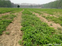 農村有種農作物，懂管理會種植，每畝利潤4000多元
