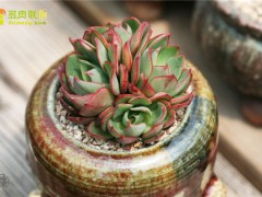 楊金、央金、妖精多肉植物