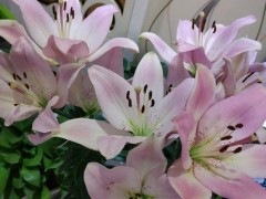 百合花，一年四季都能種，盆栽百合60天就開花，有手就能養