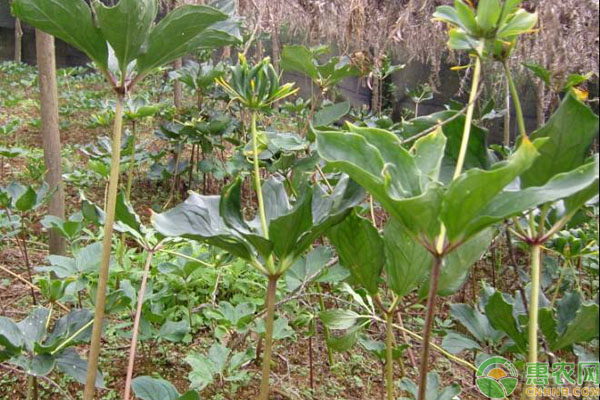 藥材種植有補(bǔ)貼嗎_藥材種植有哪些_藥材種植有前景嗎