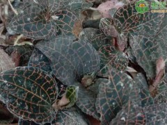 林下種植有什么較好的產業？