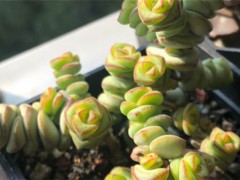 多肉有毒嗎能放室內嗎，對身體有害嗎