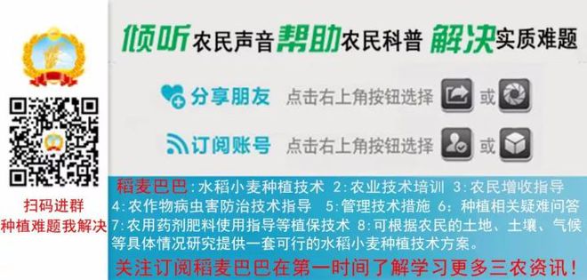 小麥農(nóng)藥促進(jìn)分蘗的措施_小麥農(nóng)藥促進(jìn)分蘗的原因_促進(jìn)小麥分蘗的農(nóng)藥