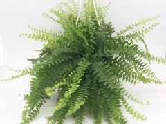 盤點15種“耐陰花”，適合光照不好的房間，還能凈化空氣