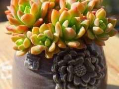每日一花（五十八）多肉特輯，喜歡看天氣變臉的馬庫斯