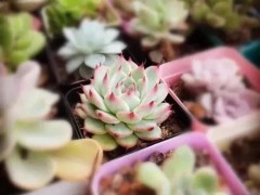 多肉小苗曬太陽(yáng)有講究，掌握一點(diǎn)，不收空盆，逆襲胖富美