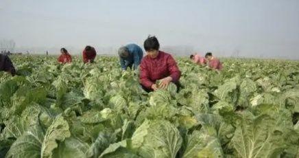 春季種蔬菜_春節種的蔬菜_春節后種植什么蔬菜