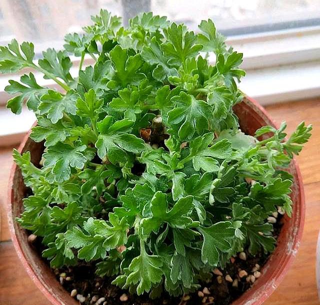 菊花種植時候好種嗎_菊花什么時候種植最好_菊花種植時候好養(yǎng)嗎