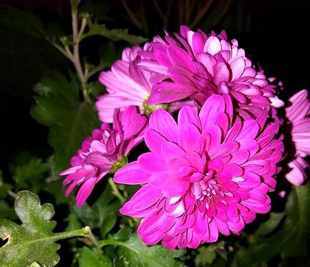 菊花種植時候好種嗎_菊花種植時候好養(yǎng)嗎_菊花什么時候種植最好