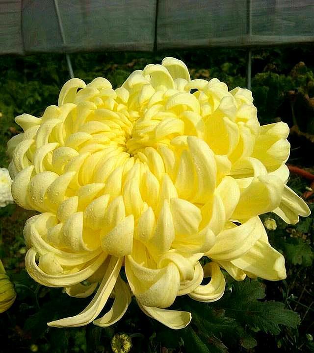 菊花種植時候好種嗎_菊花什么時候種植最好_菊花種植時候好養(yǎng)嗎