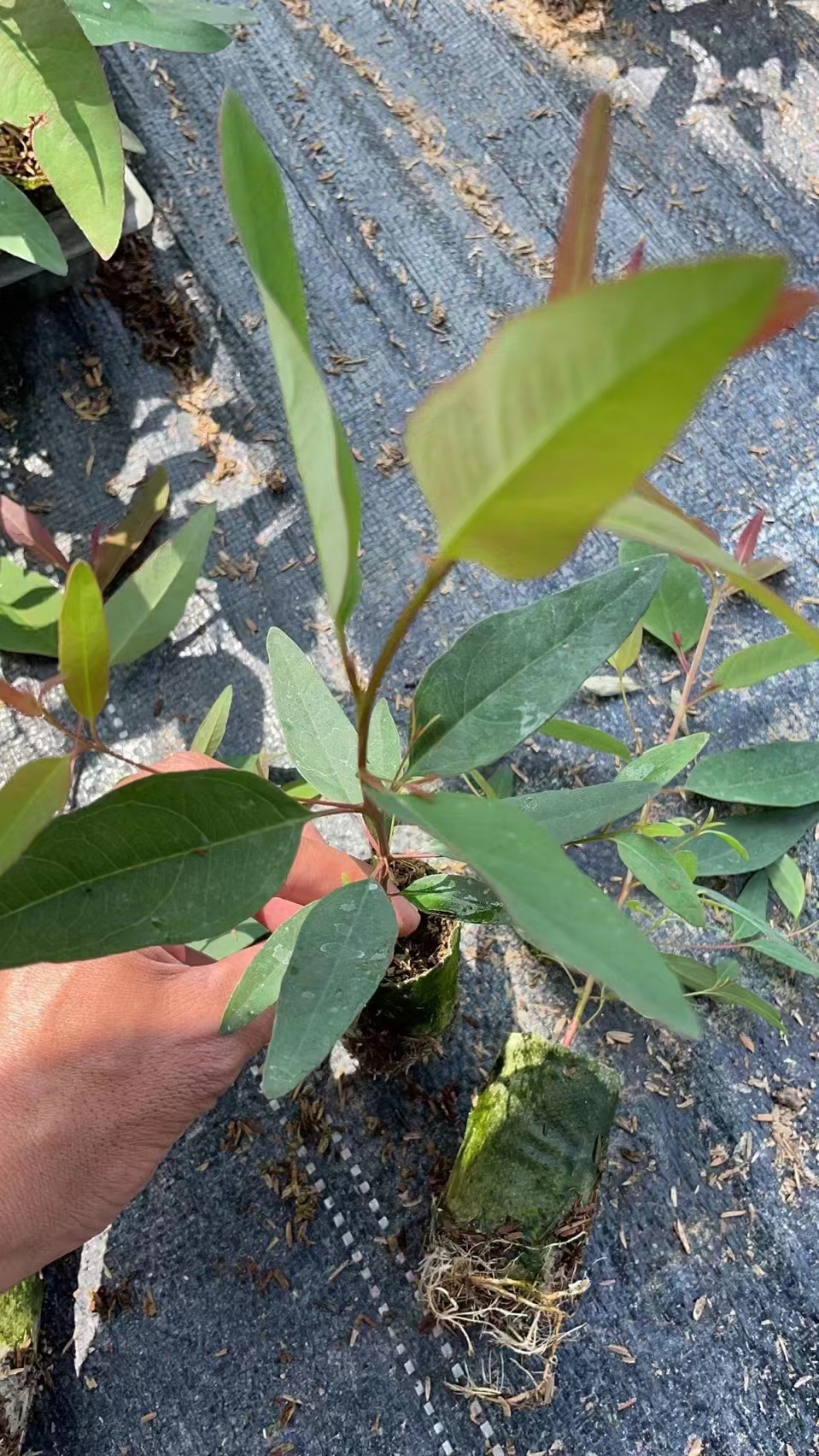 種植桉樹技術(shù)視頻_種植桉樹技術(shù)和管理_桉樹種植技術(shù)