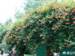 農(nóng)村庭院種植凌霄花需要注意什么？