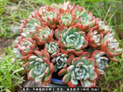 “多肉相伴，歲月生香，愿現世安穩，許四季花開”