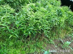 “農村常見名貴藥材黃精，當下很多人種植，如何施肥呢？”