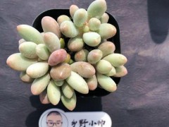 “分享超萌多肉，皮實好養，超高的顏值”